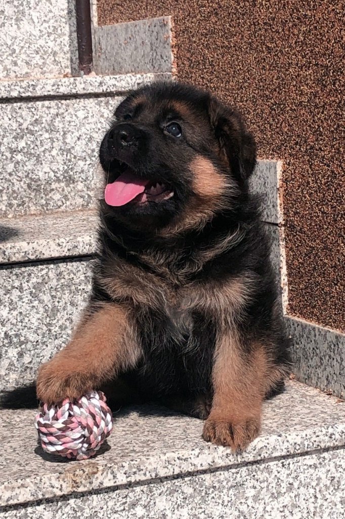 Fena (stáří 1 měsíc)