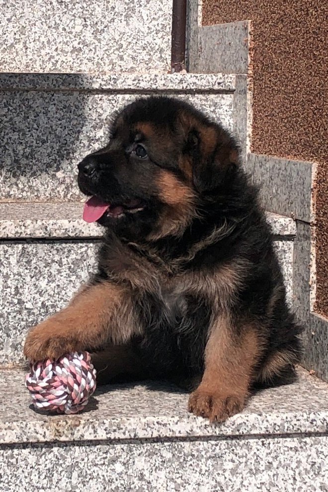 Fena (stáří 1 měsíc)
