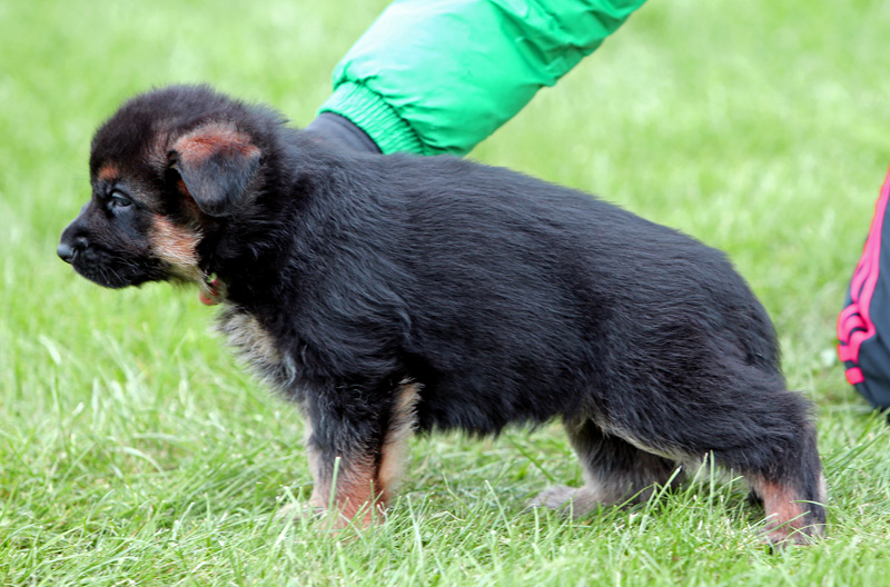krátkosrstý pes (2) - postoj - stáří 5 týdnů